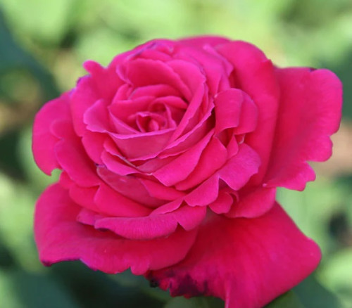 Лоліта Лемпіка (Lolita Lempicka)